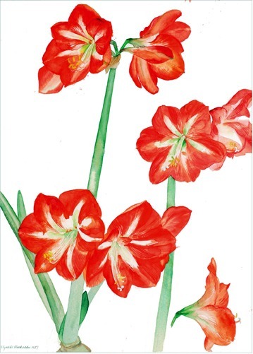 Amaryllis