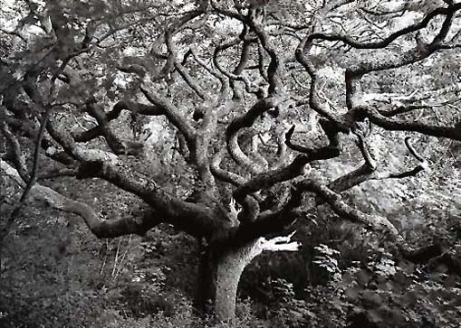 Oak Tree