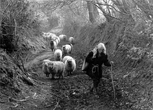 Jo Curzon leading sheep up a lane, Millhams, Dolton, Devon, 1982