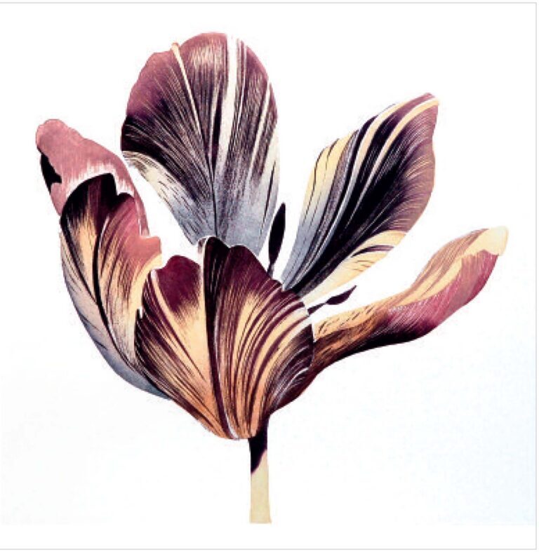 First Spring Tulip