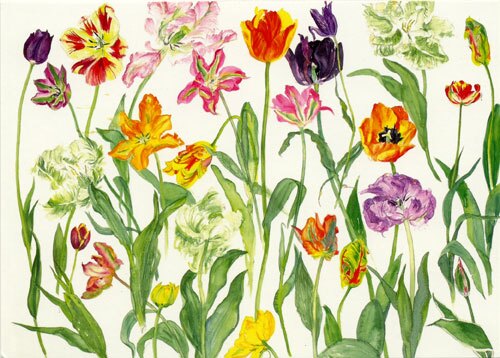 Tulips