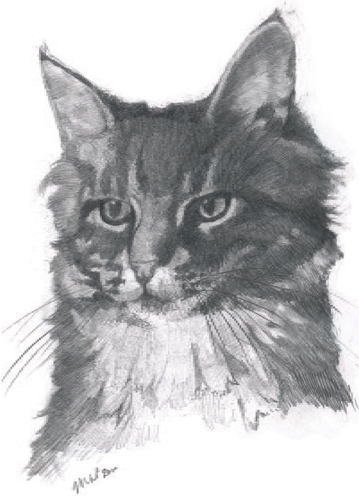 Contemplative Cat