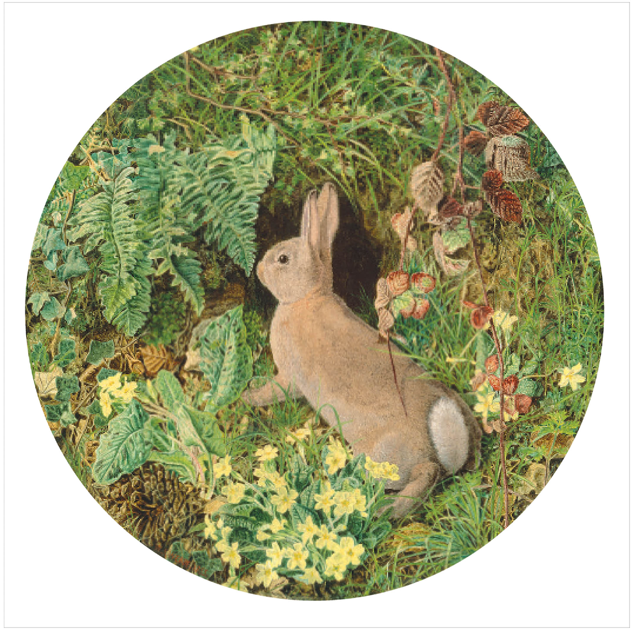 Rabbit amid Ferns and Flowering Plant 1 Rabbit amid Ferns and Flowering Plant Rabbit amid Ferns and Flowering Plant