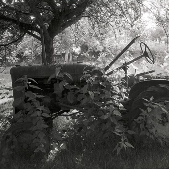 Tractor in Nettles 1 Tractor in Nettles Tractor in Nettles