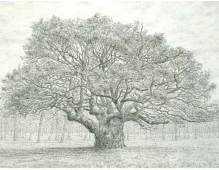 Oak Tree, Spring 1 Oak Tree, Spring Oak Tree, Spring