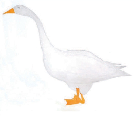 Goose