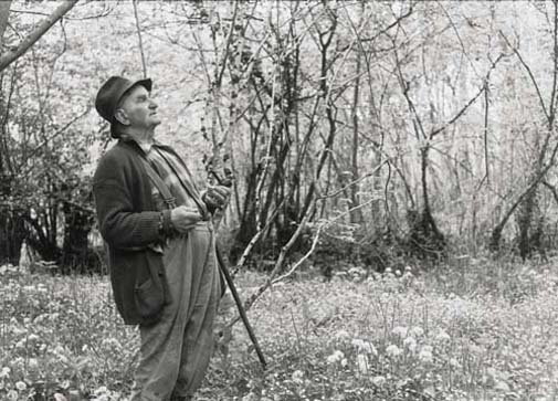 Reminiscing in a Wood