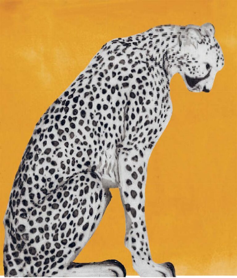 Asiatic Cheetah