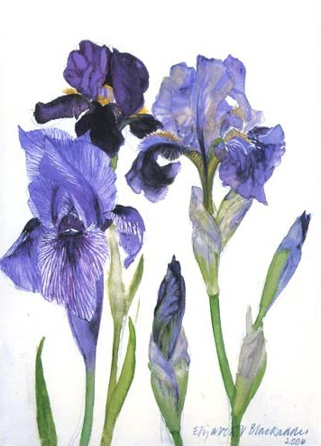 Three Irises