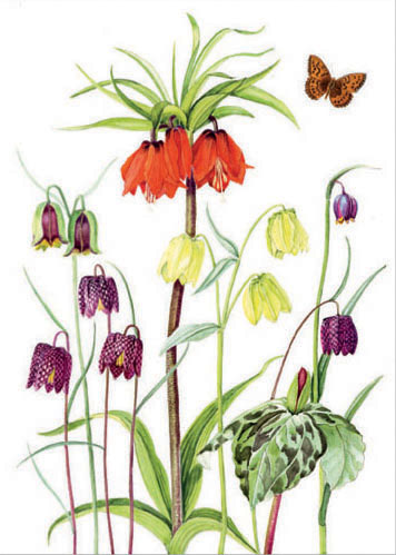 Fritillaries and Trillium with fritillary butterfly