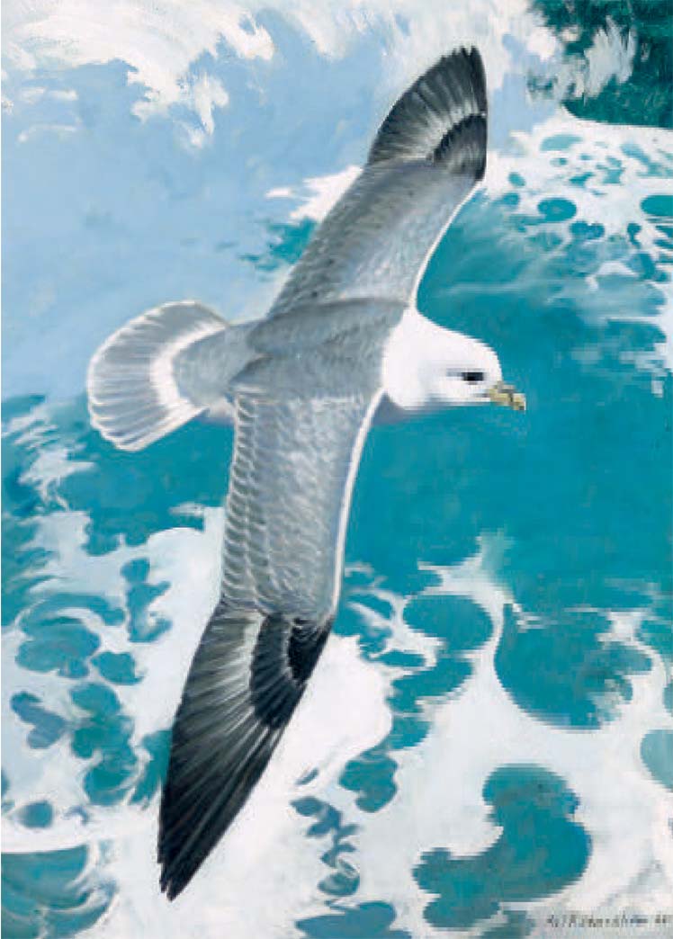 Fulmar