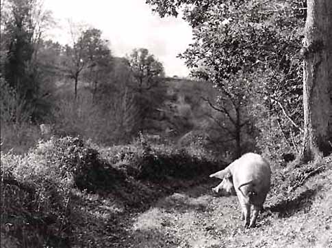Pig in Oak Woods
