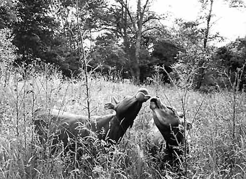 Young Bulls Eating Thistle Heads