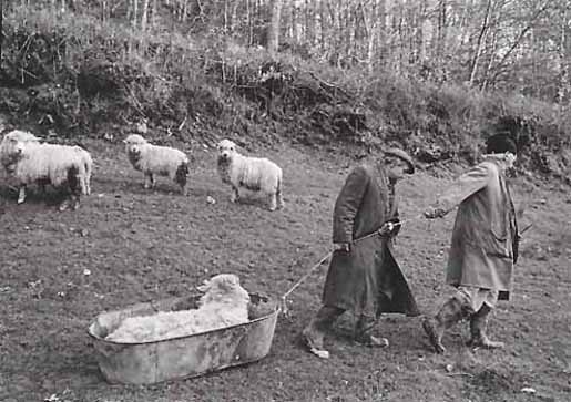 Archie Parkhouse and Ivor Bock moving a Sick Ram