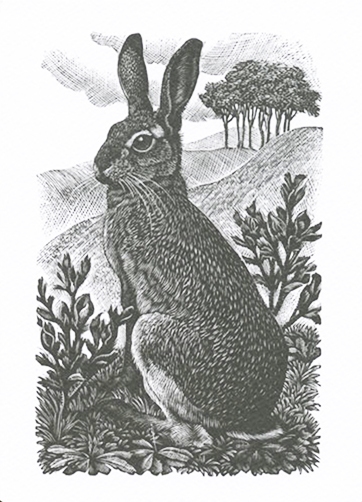 Sitting Hare, 1949