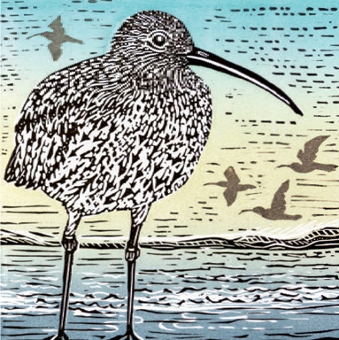 Curlew
