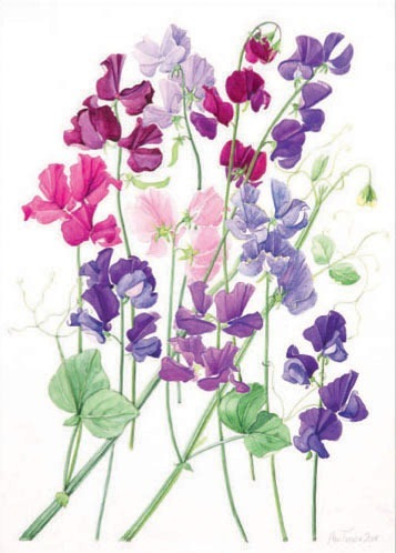 Sweet Peas