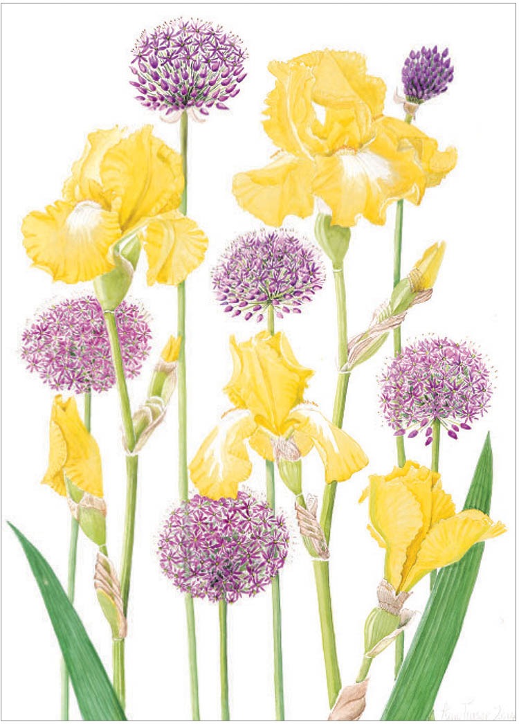 Yellow Tall Bearded Iris with Alliums