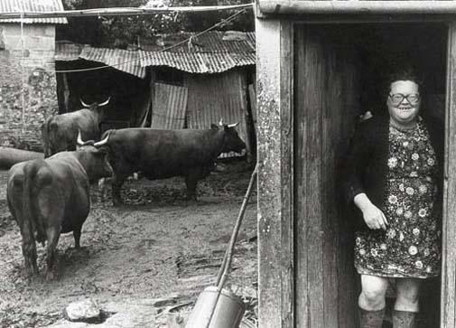 Olive Bennett and her Red Devons