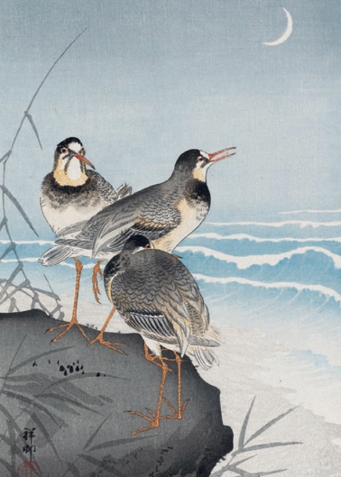 Plovers and Waves