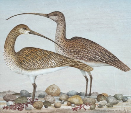 Two Curlews