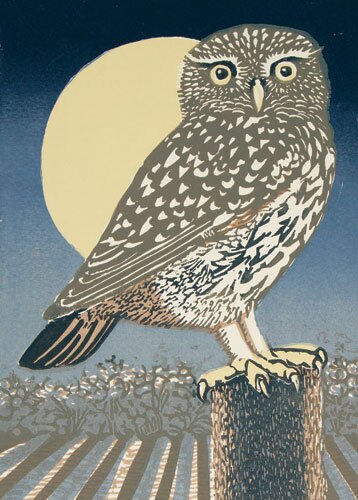 Little Owl, Full Moon