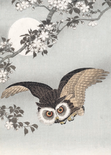Scops Owl, Cherry Blossoms, and Moon