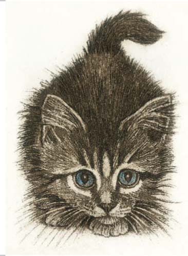Curious Kitten