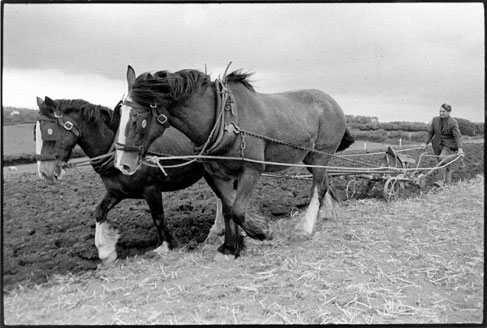 Seymour Husbands ploughing with horses. Sandy Park, Devon