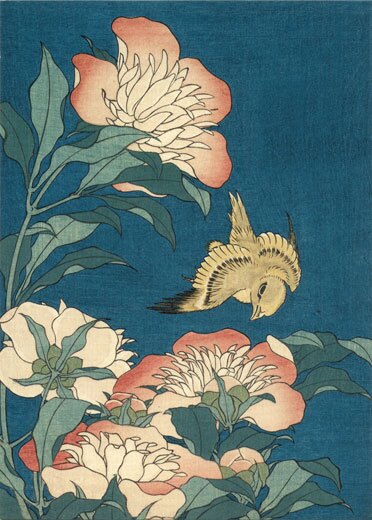 Peonies and Canary