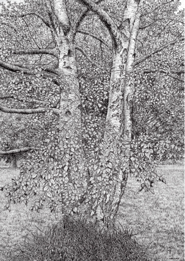 Silver Birch, Late Summer