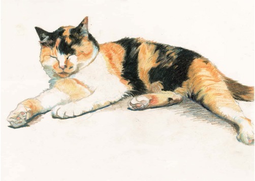 Tabby