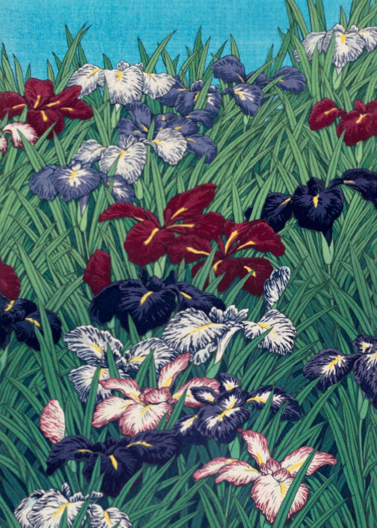 Iris (Ayame)